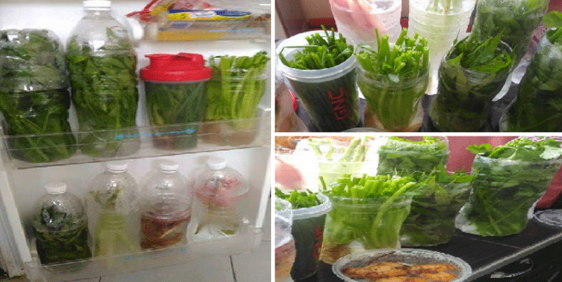 sayuran-awet-segar-dengan-botol-bekas