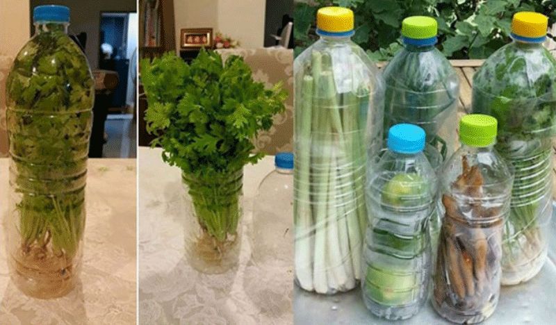 sayuran-awet-segar-dengan-botol-bekas
