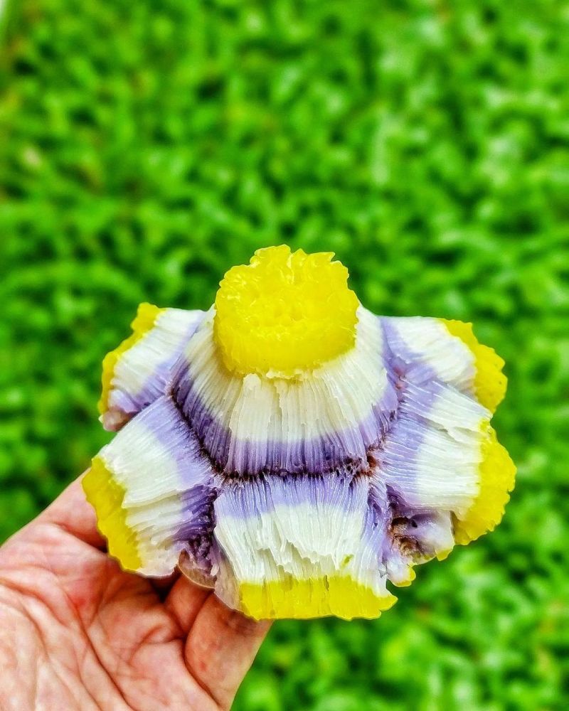 carabikang-mawar